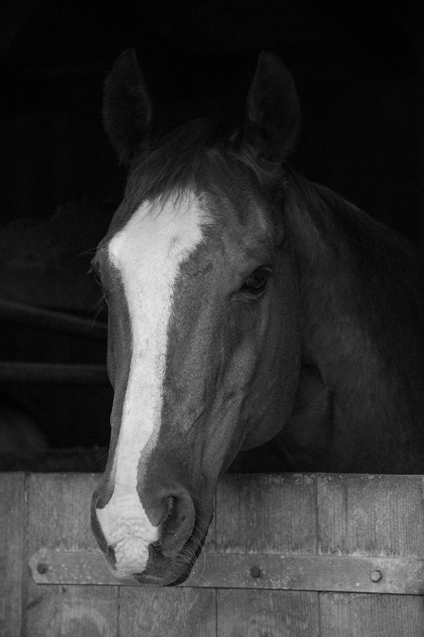 horse stall brown free photo