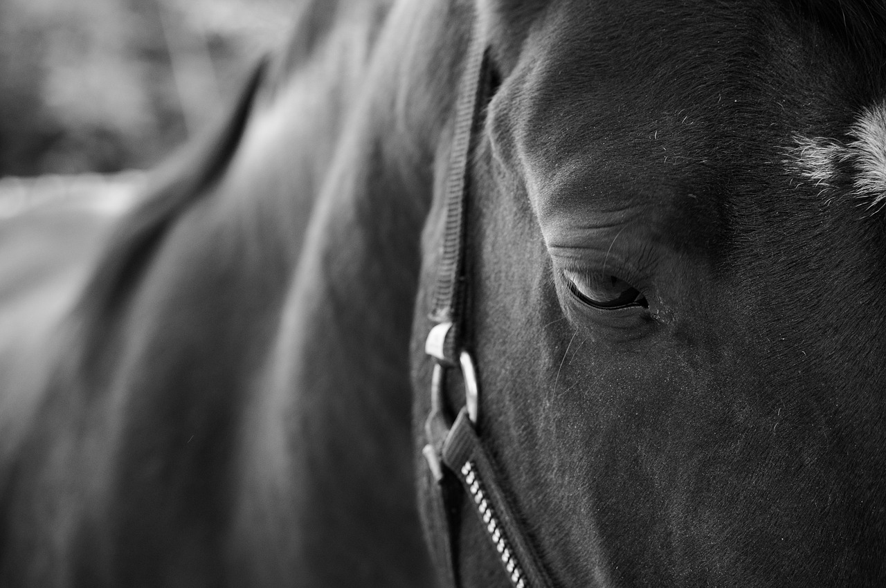 horse animal field free photo