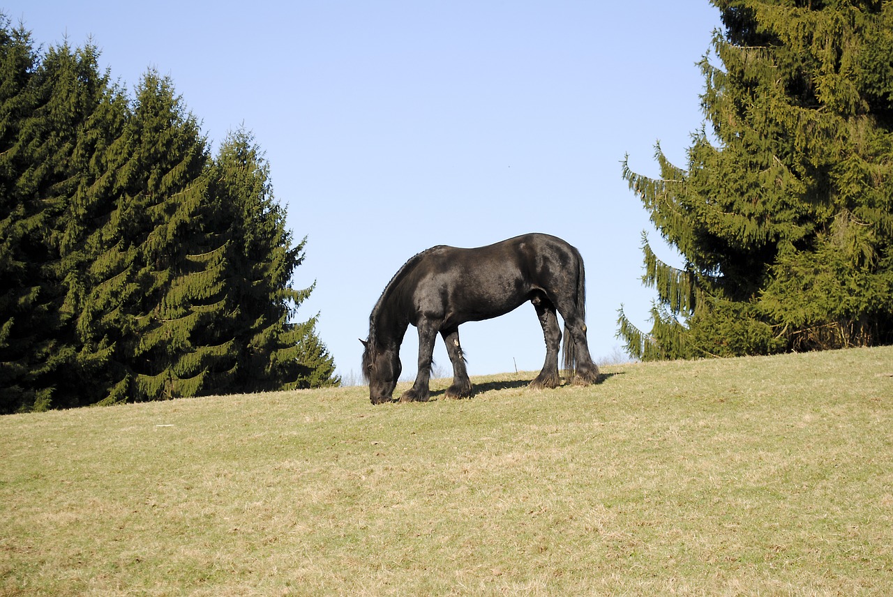 horse black pasture free photo