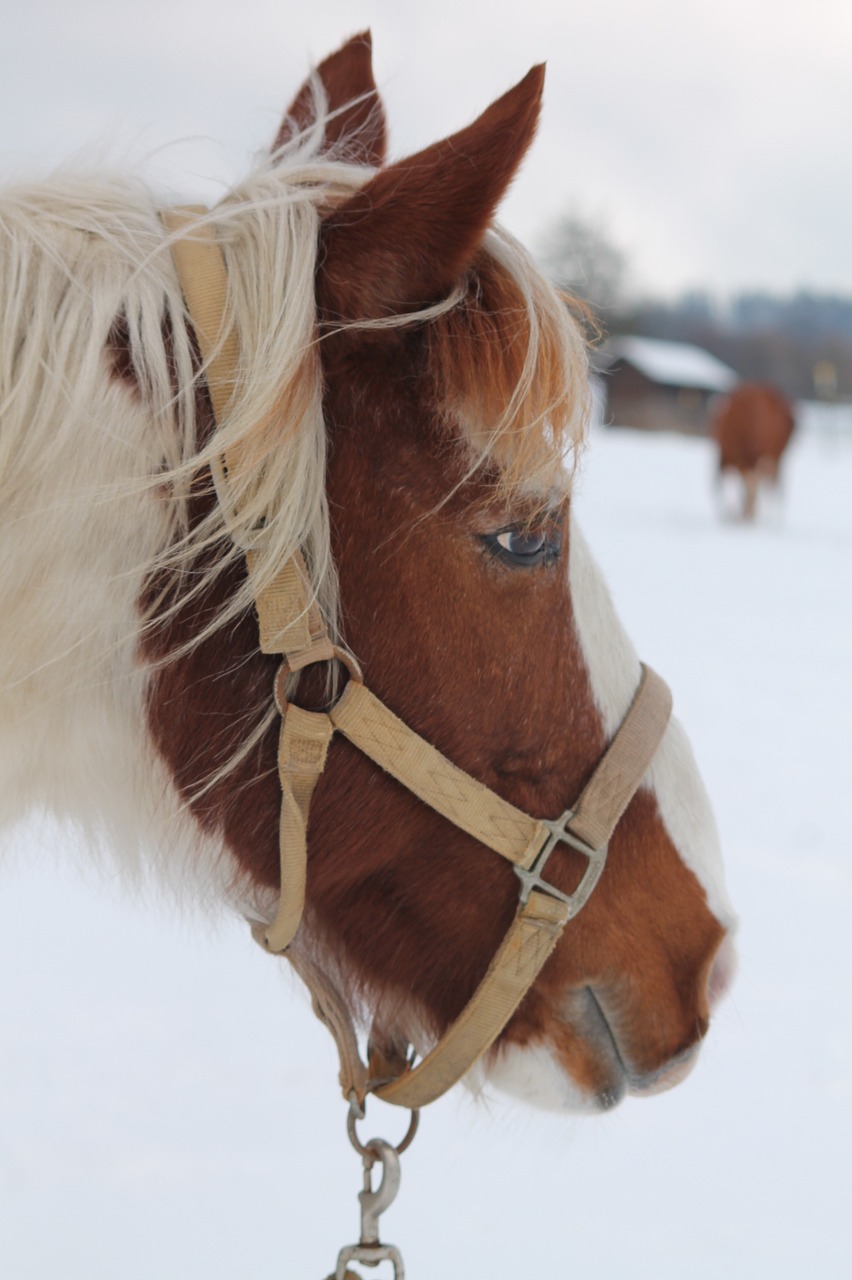 horse winter snow free photo