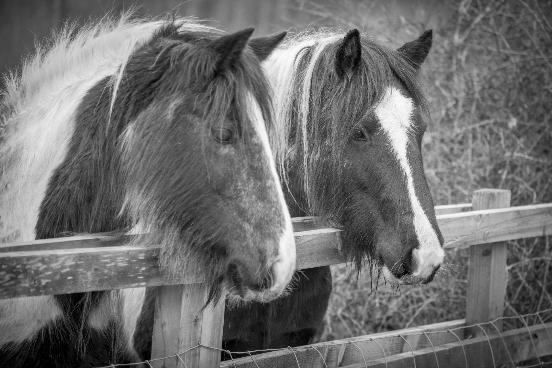 horse agriculture animal free photo