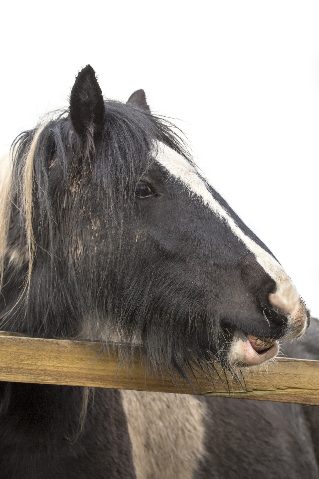 horse agriculture animal free photo