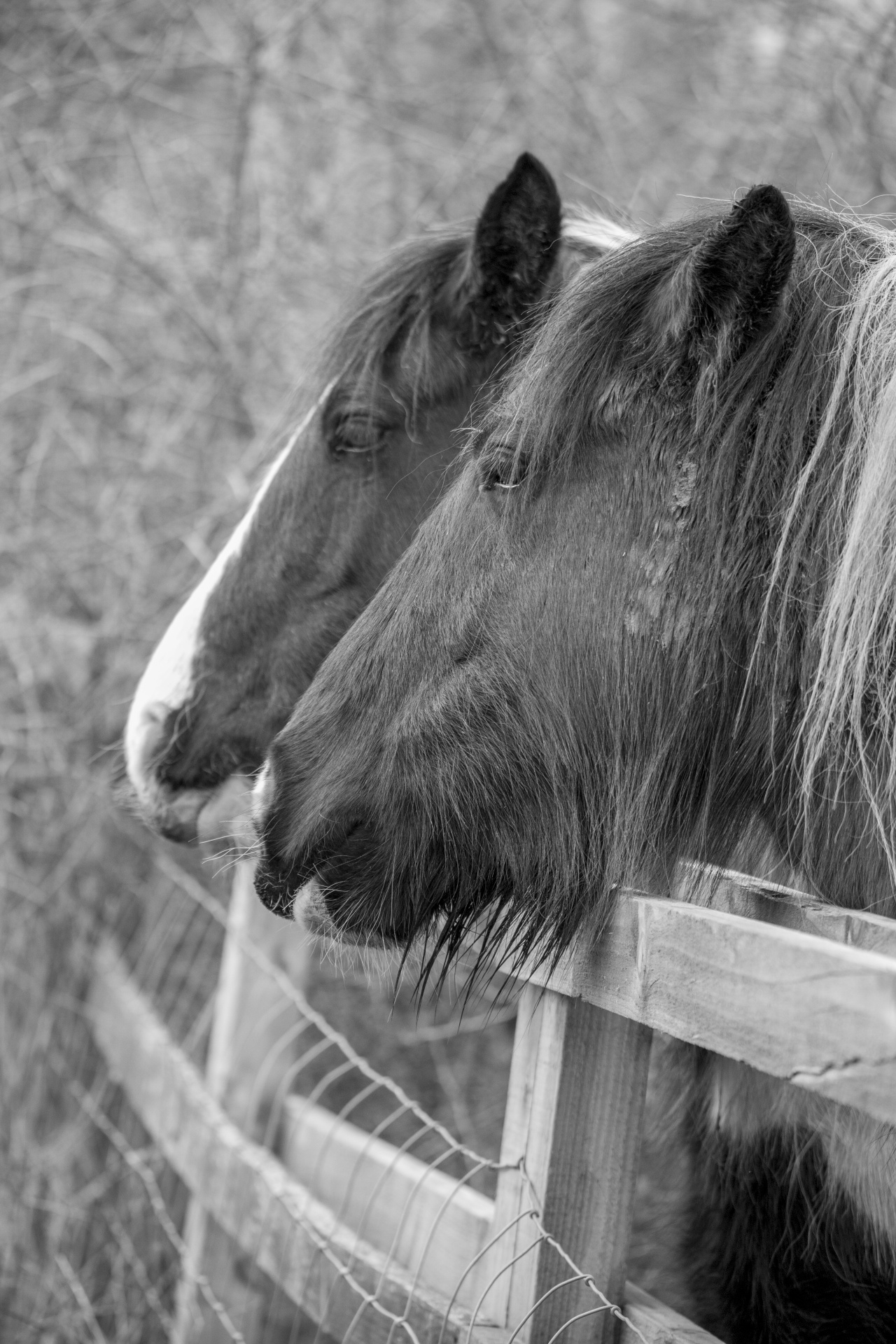 horse agriculture animal free photo