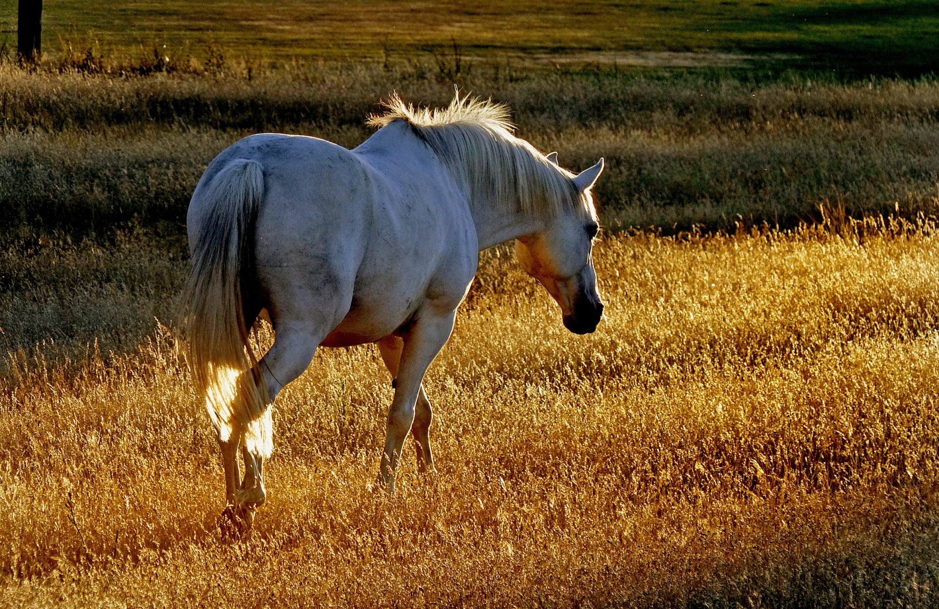 horse grazing pasture free photo