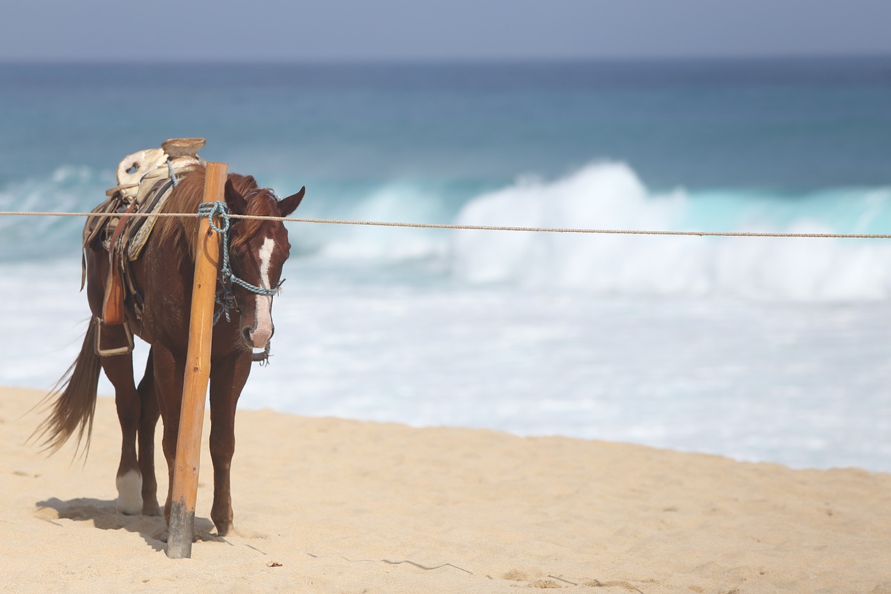 horse beach cabo free photo