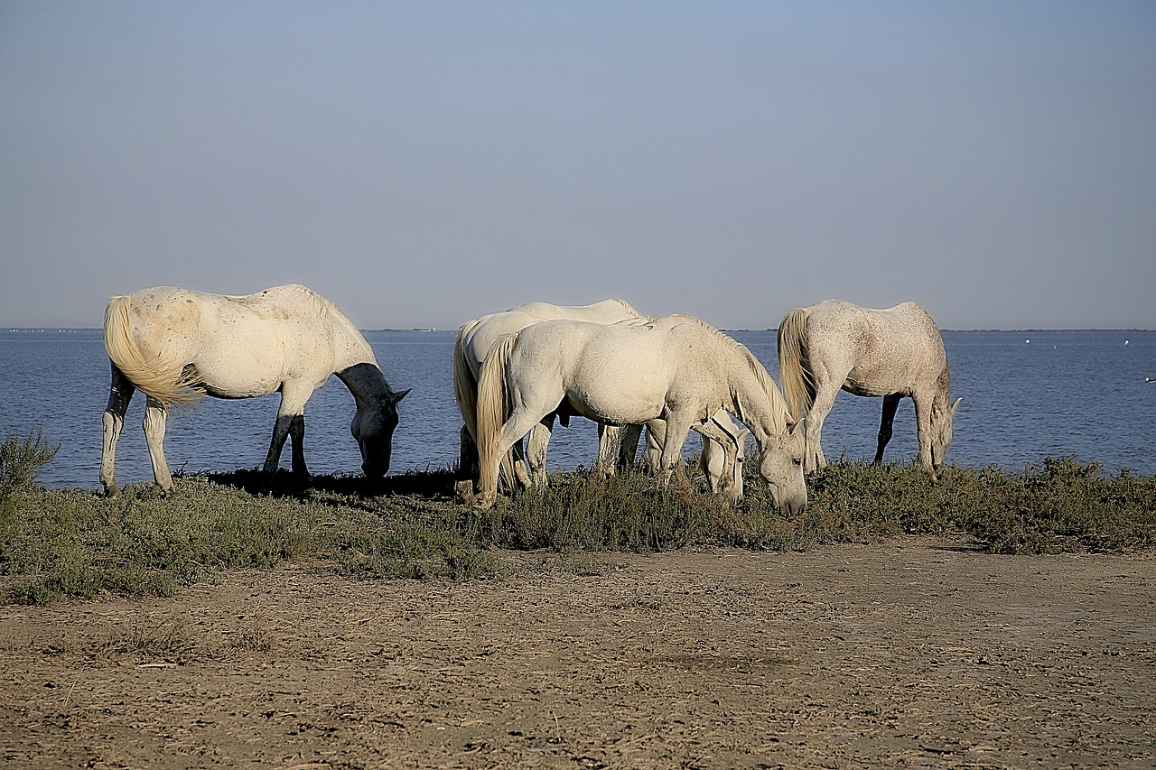 horse mane horseback riding free photo