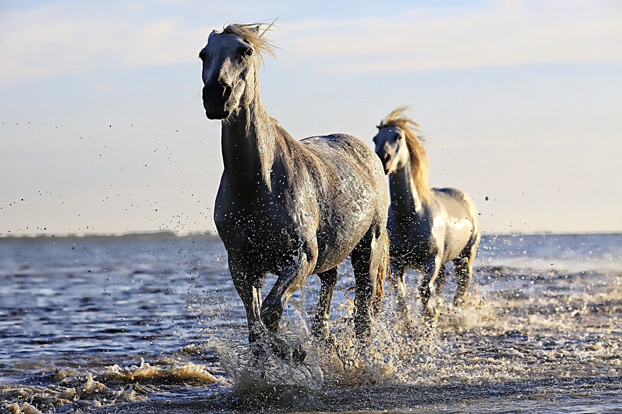 horse white horsehair free photo