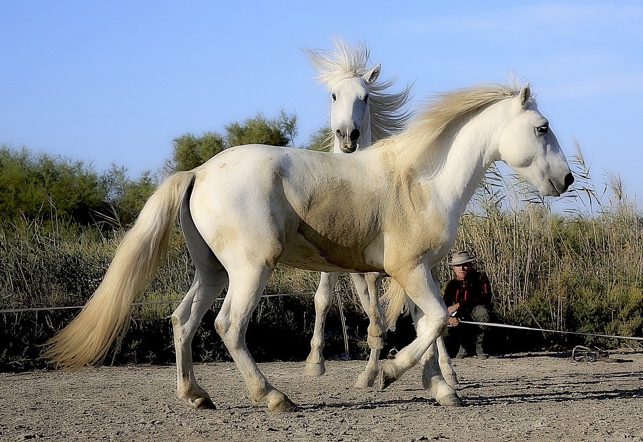 horse standard blond mane free photo