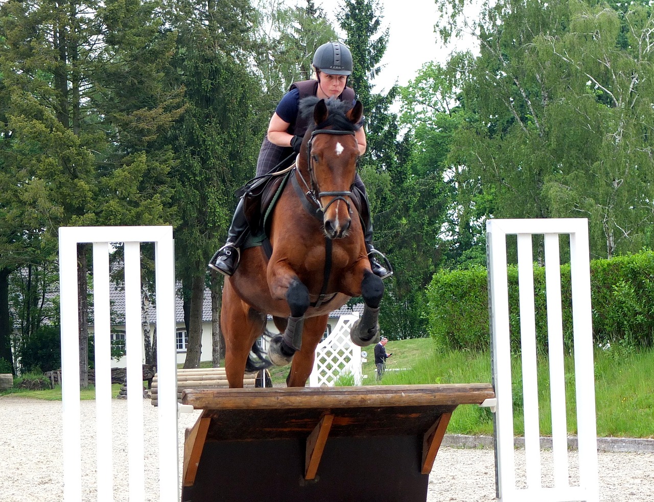 horse military eventing free photo