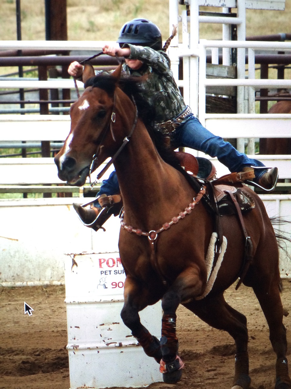 horse rodeo cowboy free photo