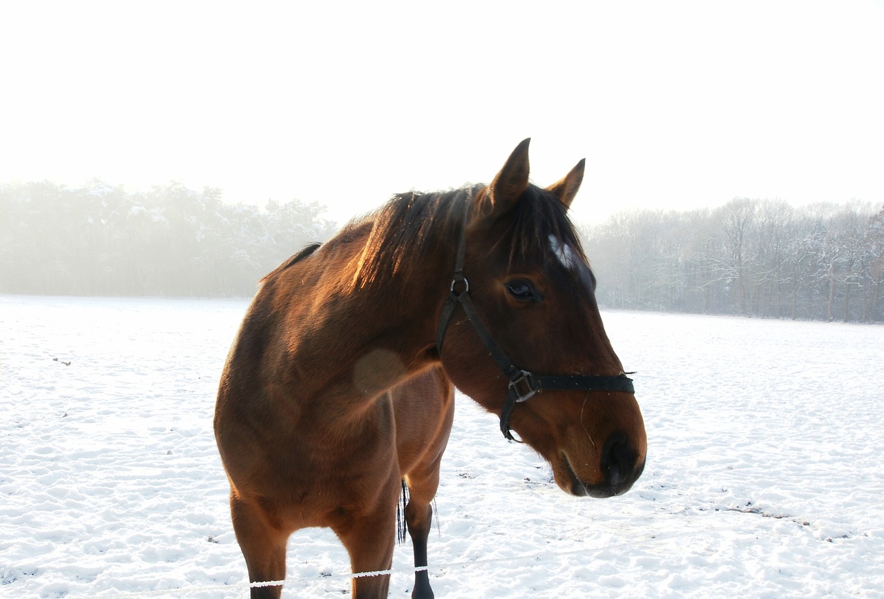 horse snow winter free photo