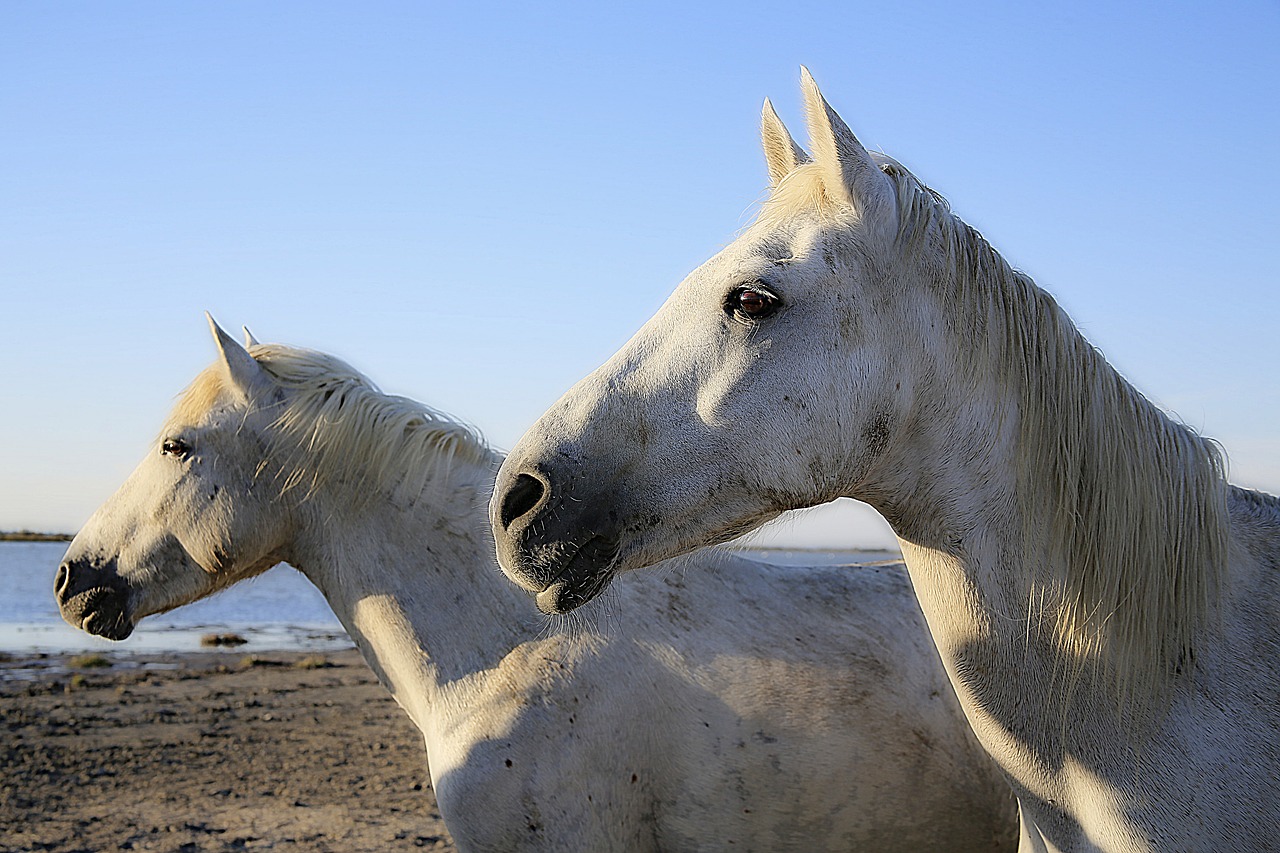 horse white equine free photo