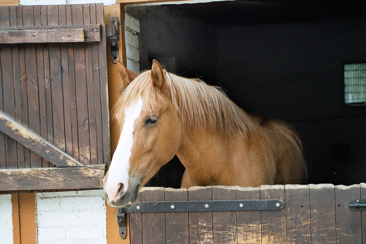 horse brown animal free photo