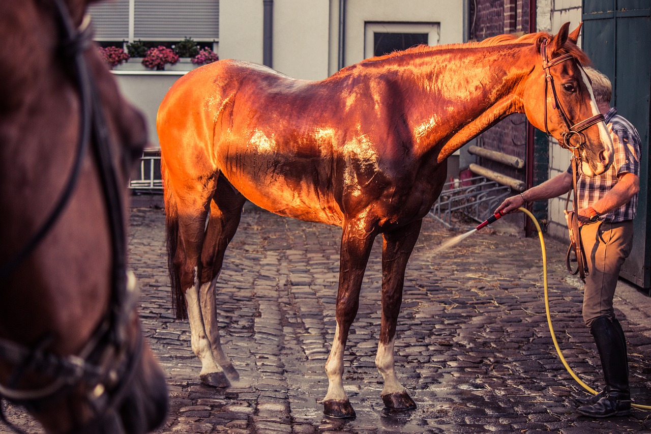 horse horse wash water free photo