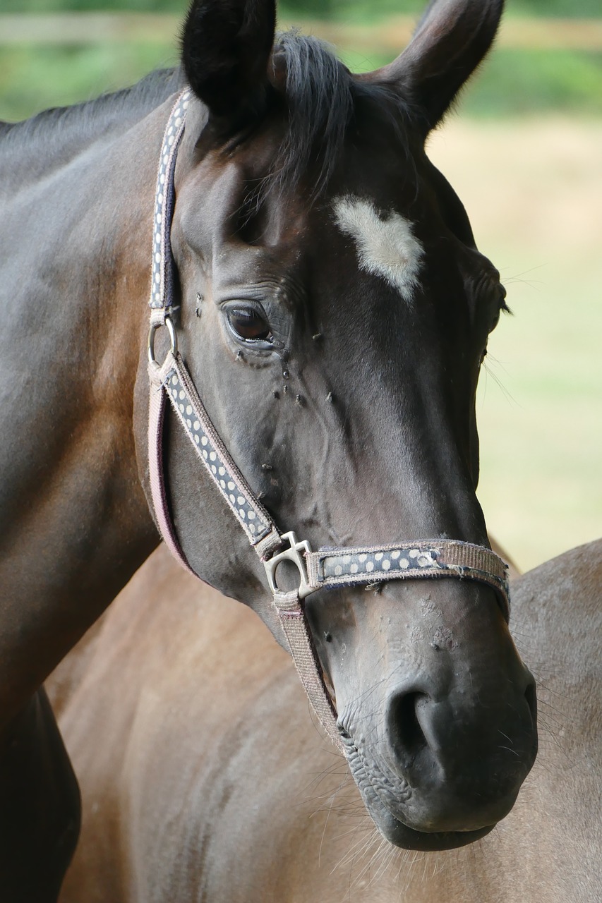 horse head horse head free photo