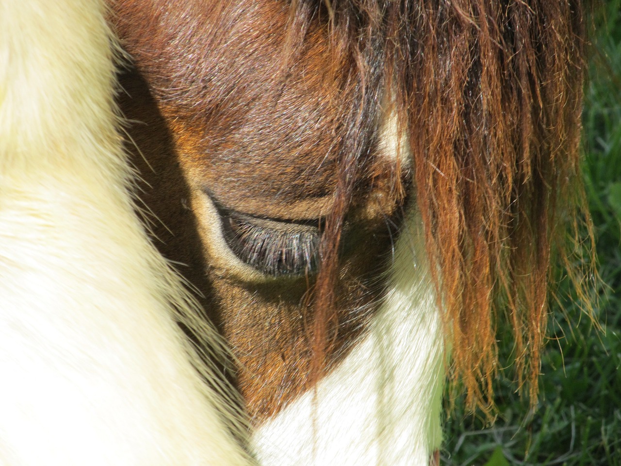 horse eye mane free photo