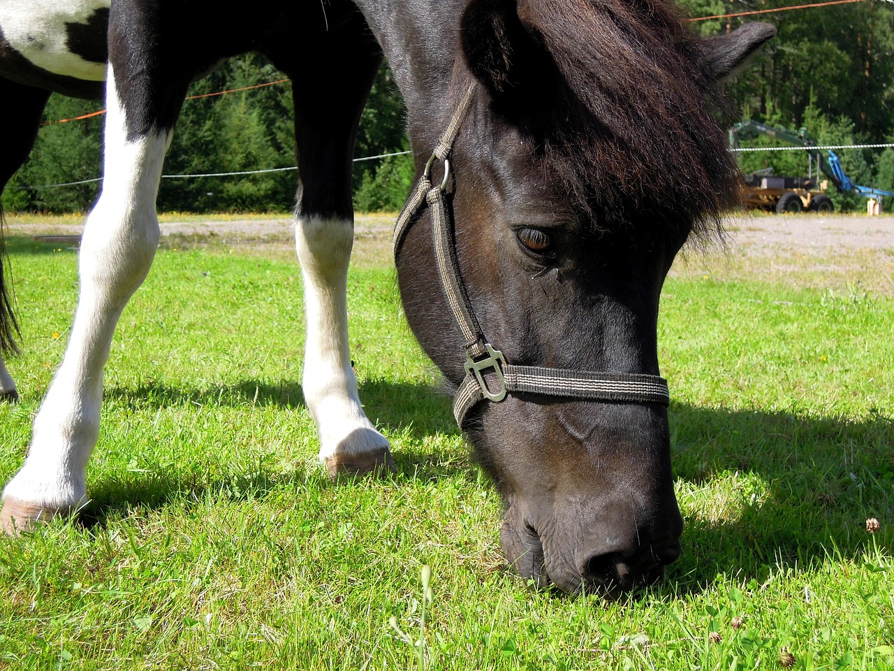 horse pony small free photo