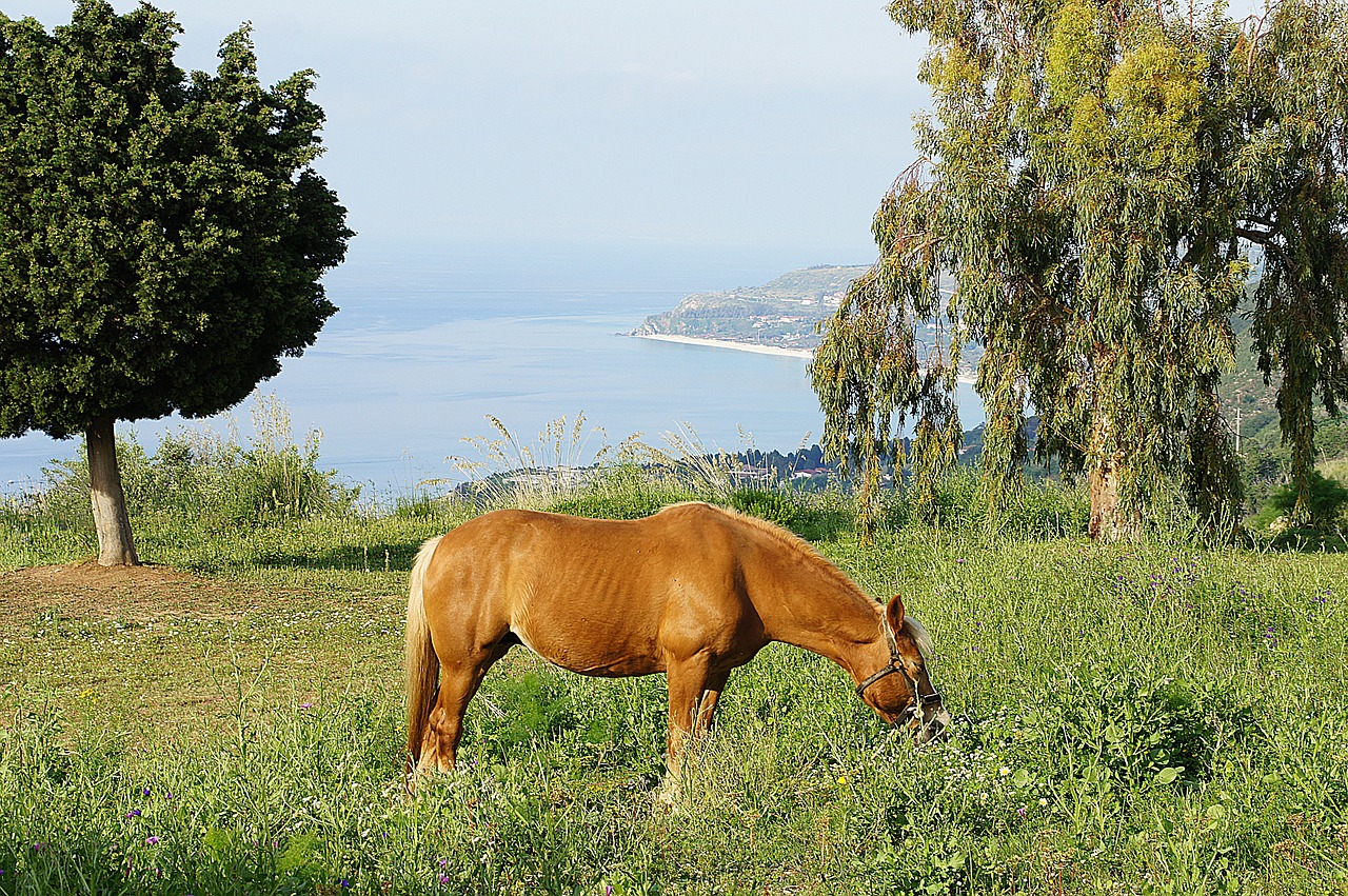 horse meadow view free photo