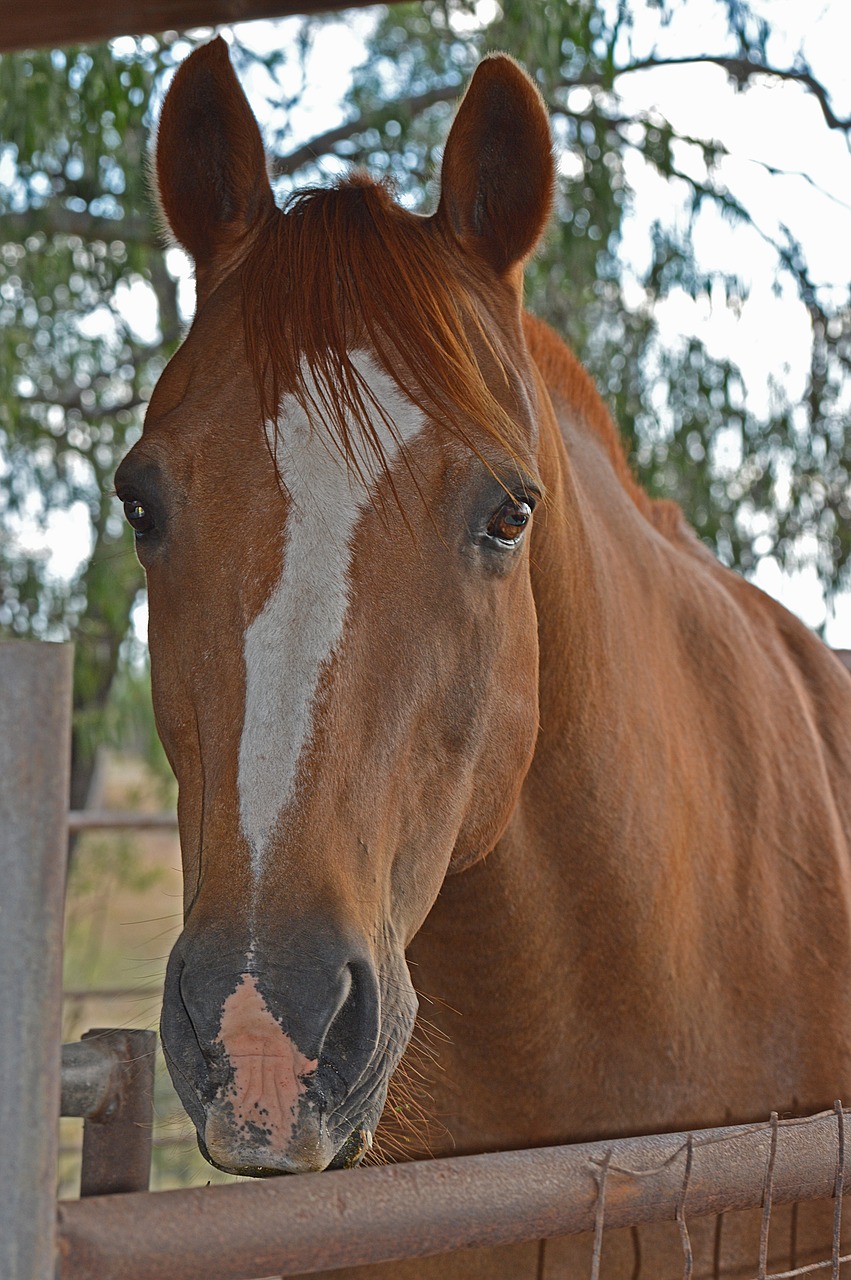 horse head rural free photo