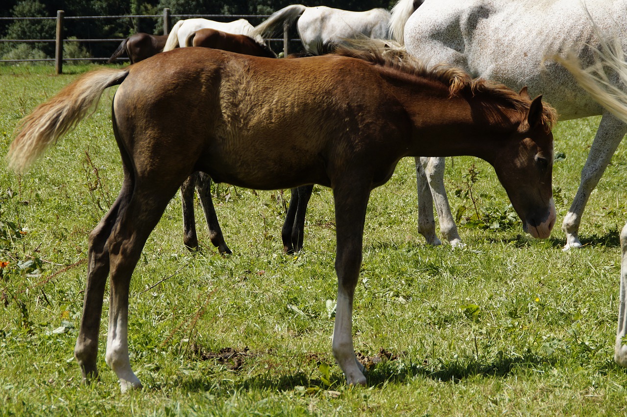 horse pferdeportrait arabs free photo