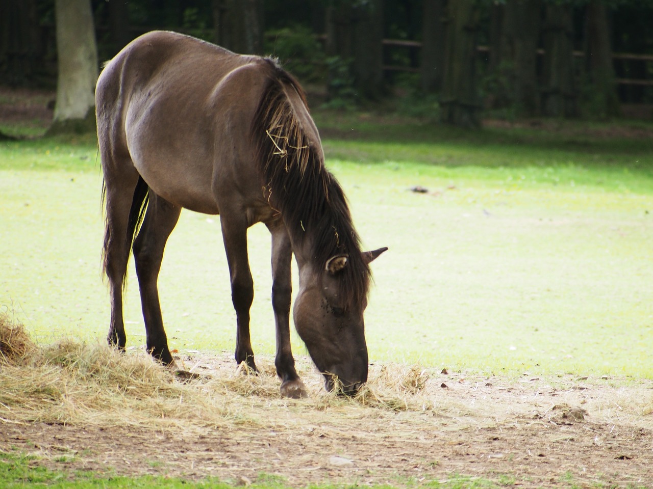 horse urpferd zoo free photo