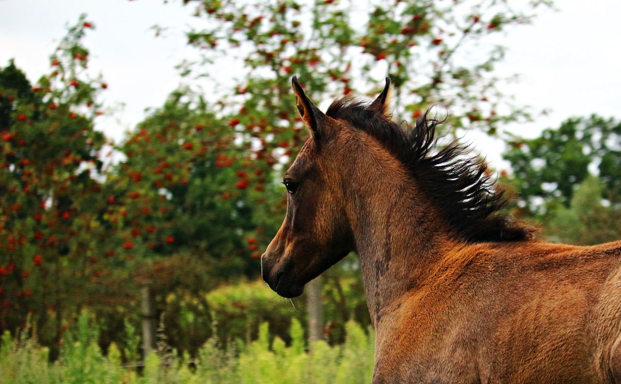 horse foal thoroughbred arabian free photo