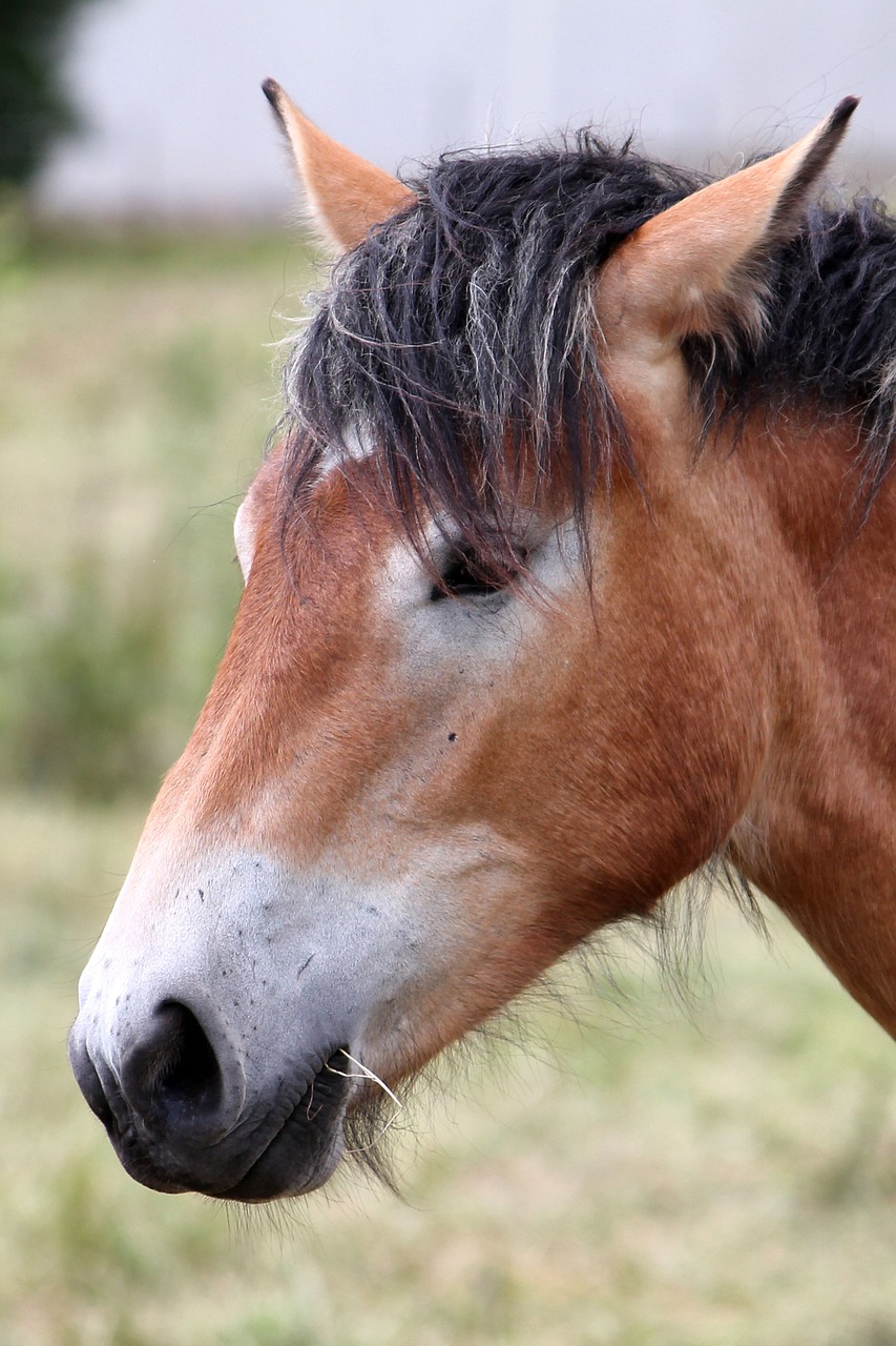 horse horse head pferdeportrait free photo