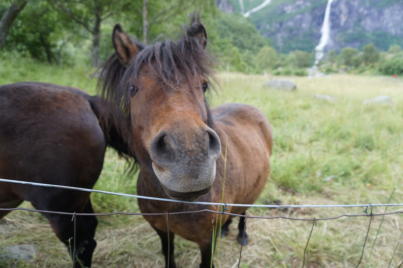 horse animal ride free photo