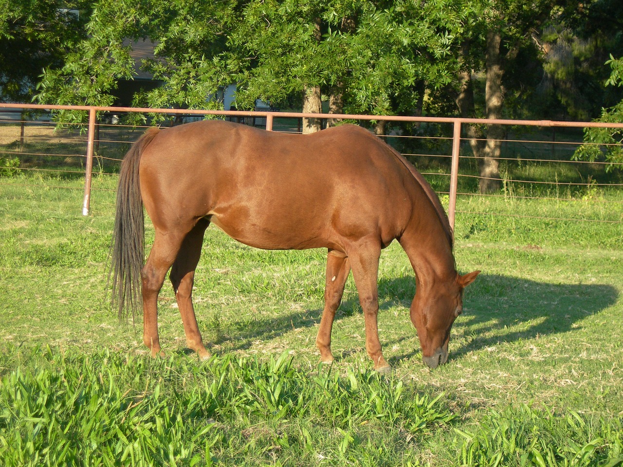 horse pasture grass free photo