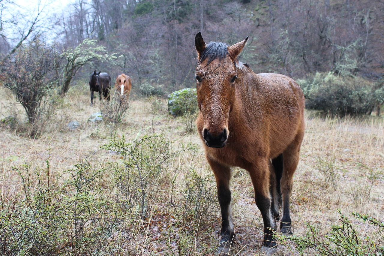 horse animals field free photo