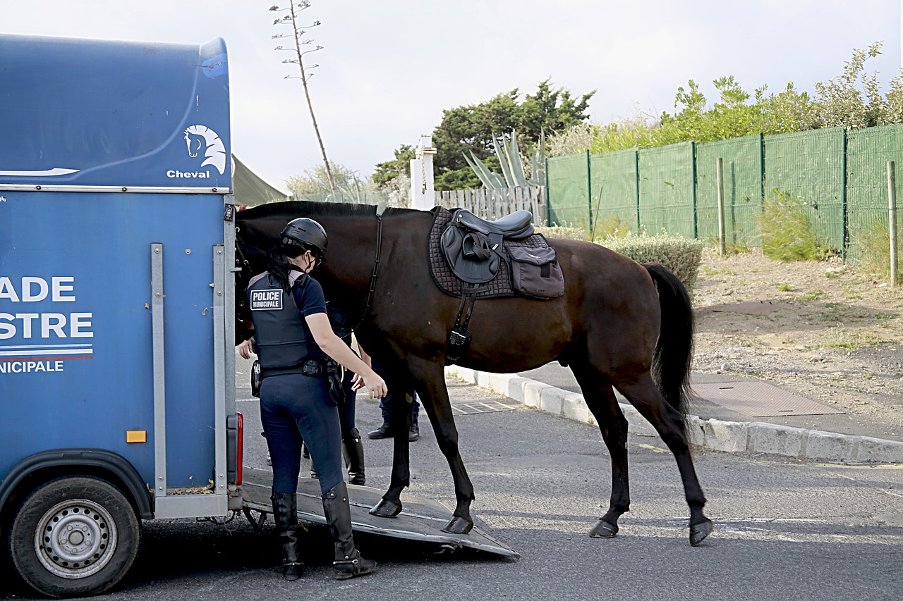 horse horseback riding police free photo