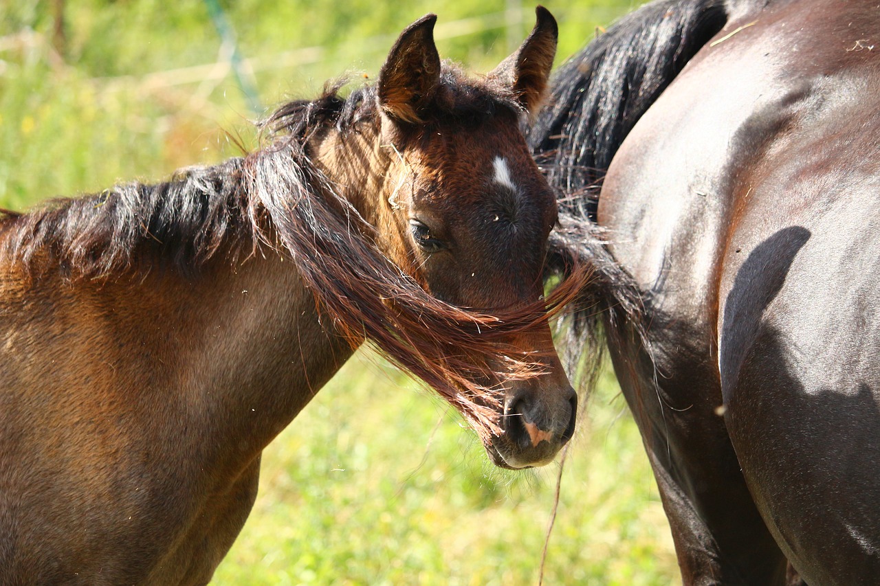 horse foal thoroughbred arabian free photo