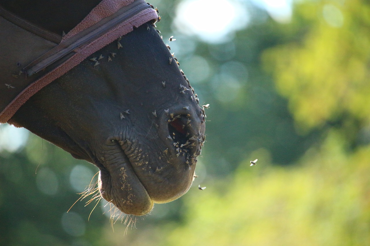 horse rap thoroughbred arabian free photo