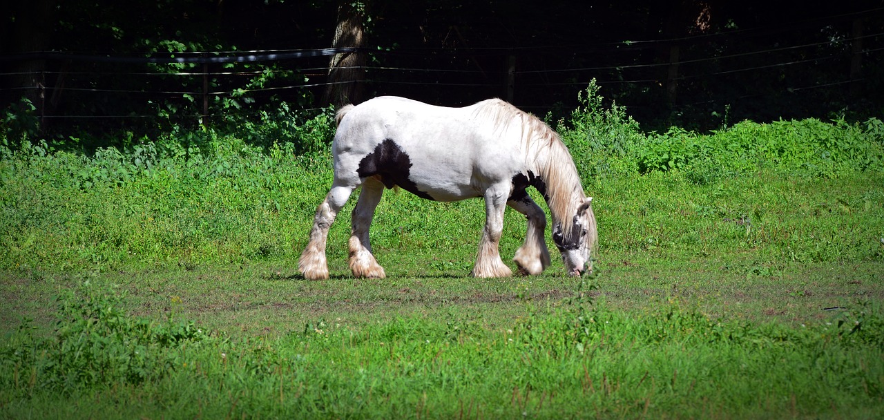 horse stallion cold blooded animals free photo