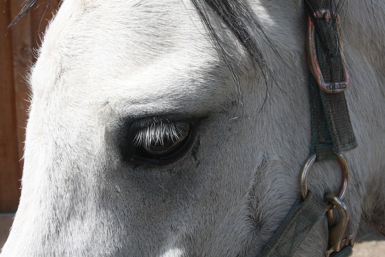 horse equestrian animal free photo