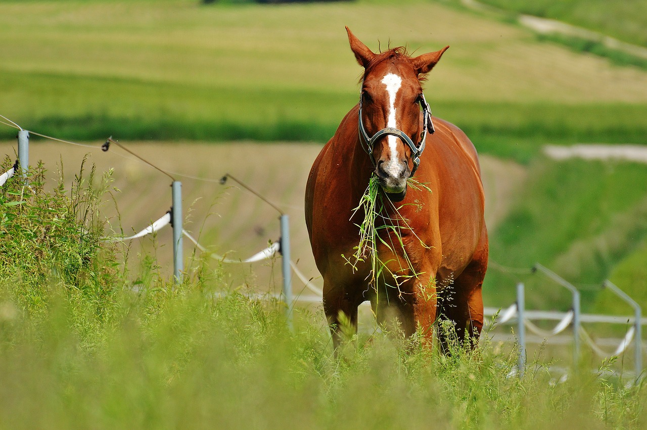 horse coupling stallion free photo