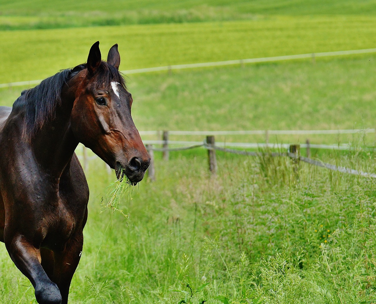 horse coupling stallion free photo