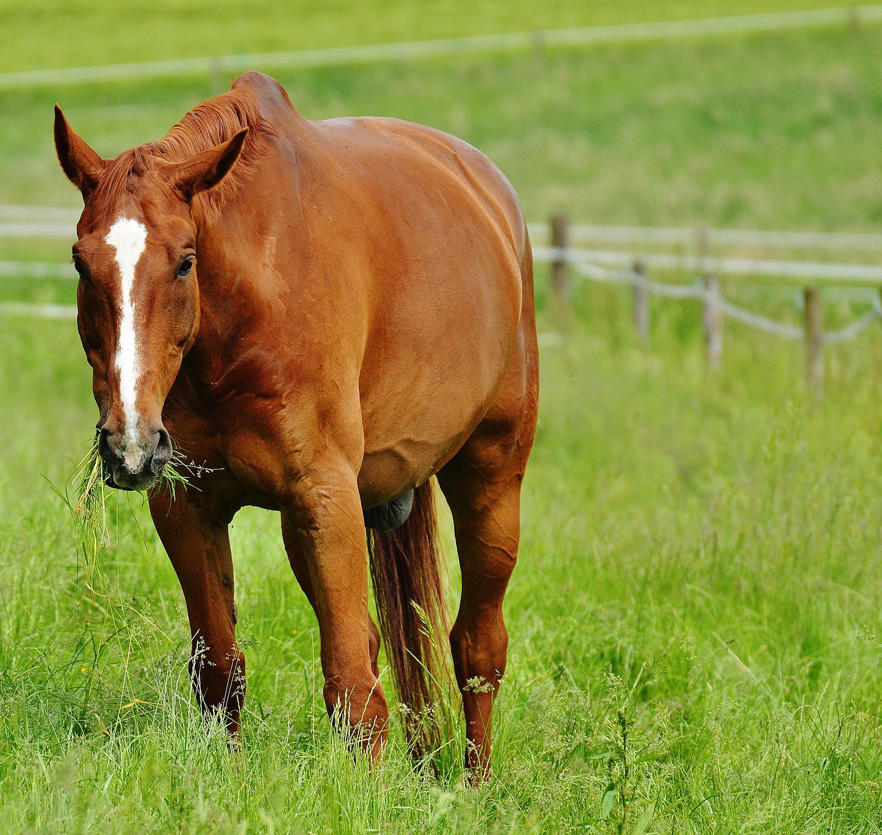 horse coupling stallion free photo