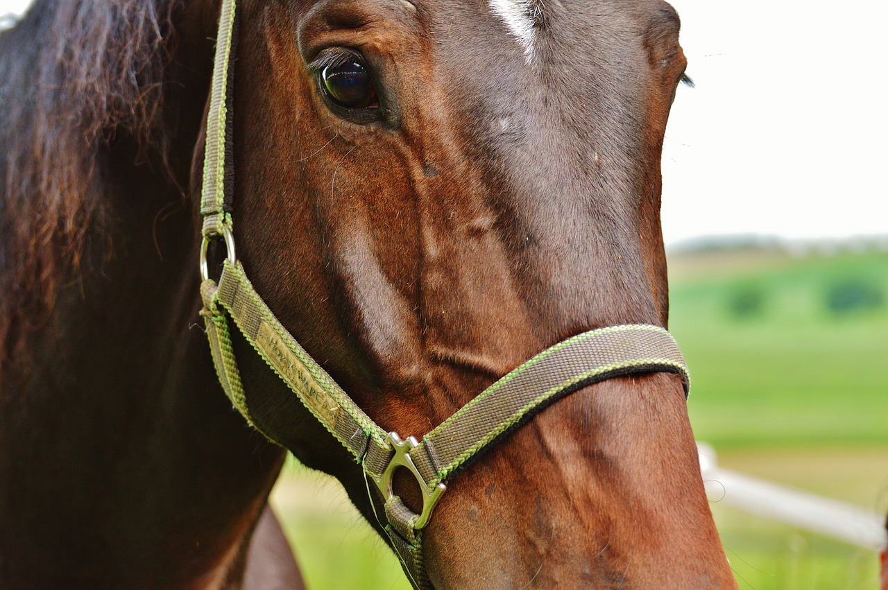 horse coupling stallion free photo