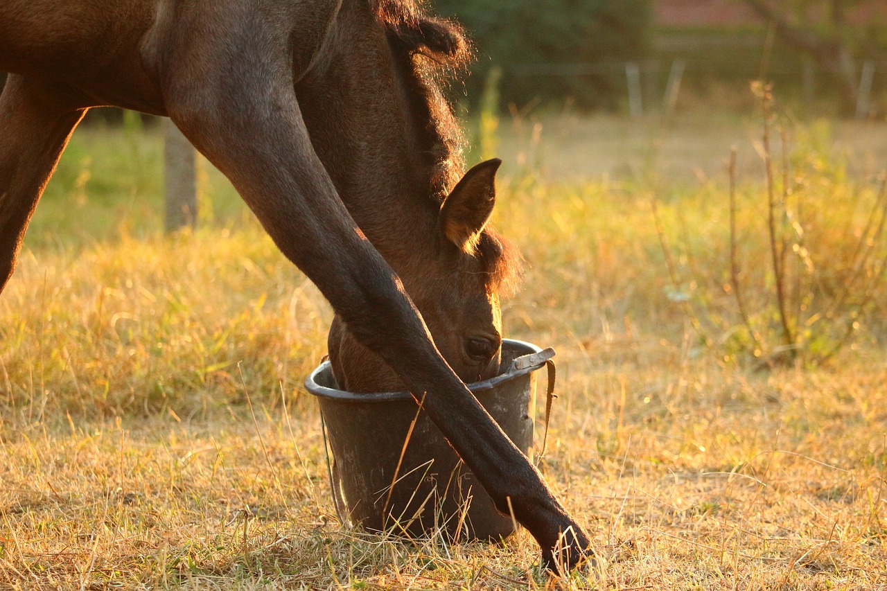 horse foal feed bucket free photo