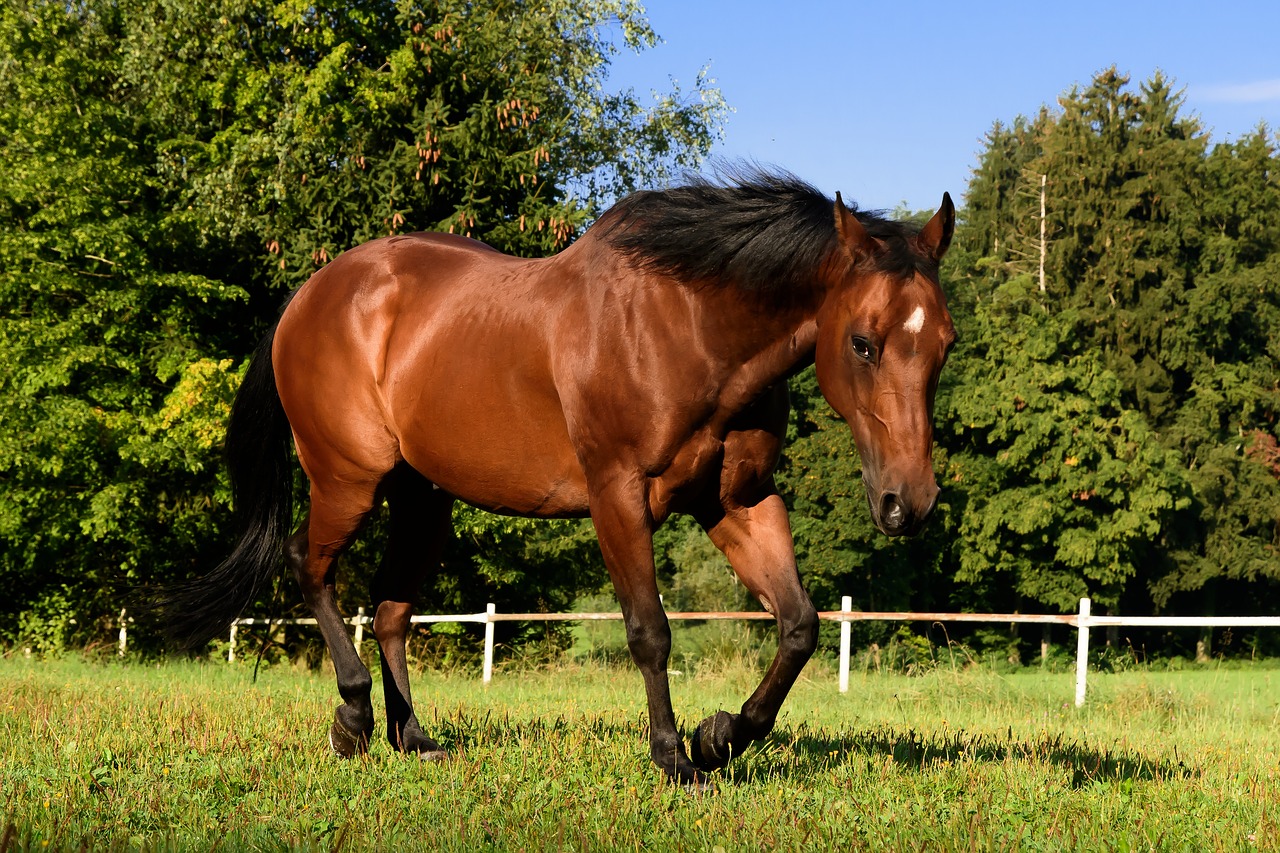 horse quarterhorse brown free photo