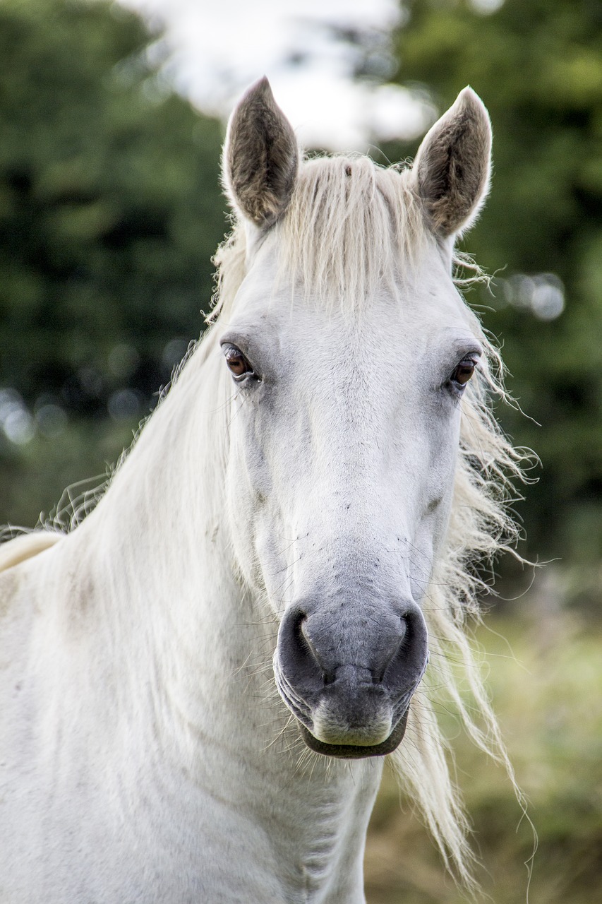 horse white horse irish horse free photo