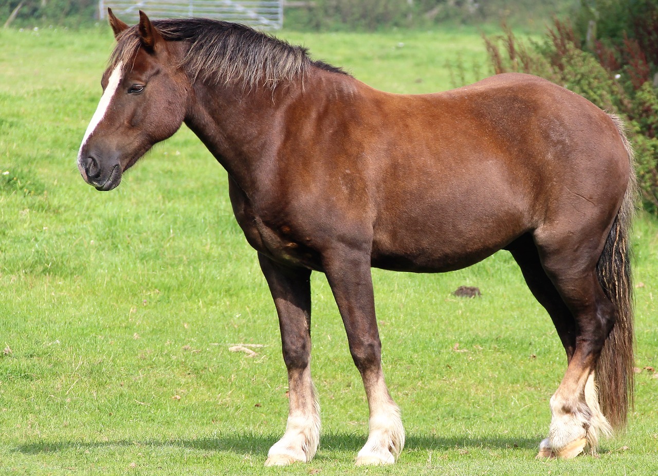 horse equine equestrian free photo