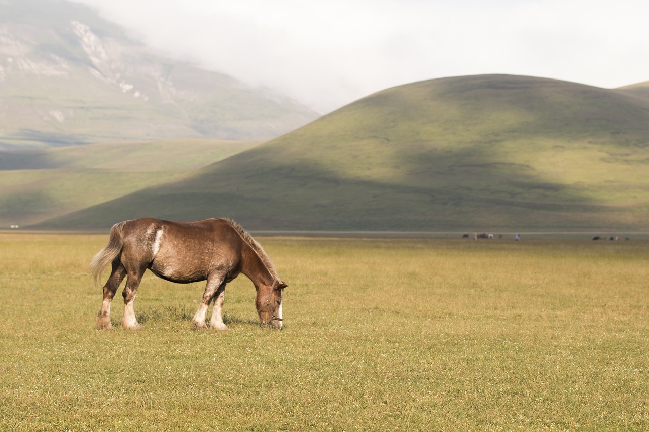 horse landscape summer free photo