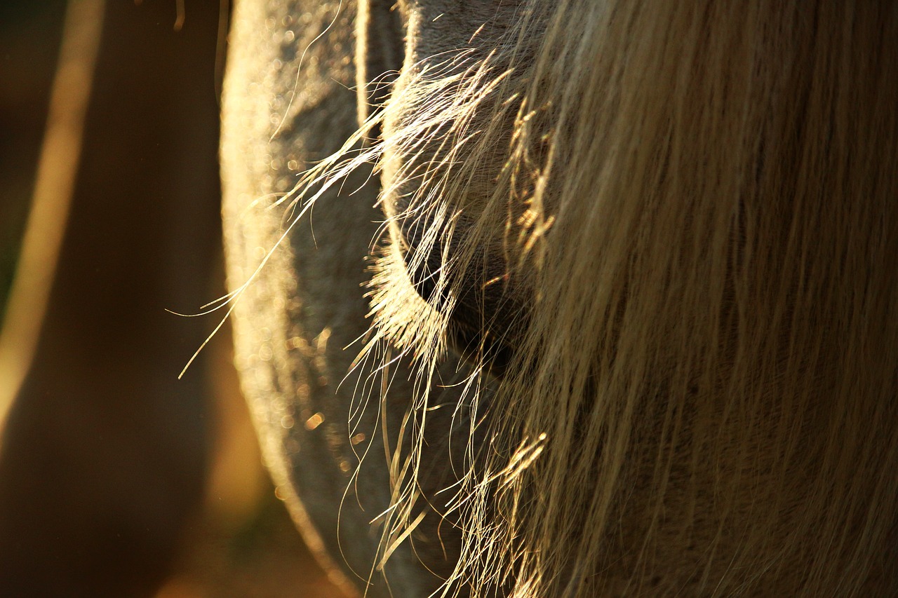 horse mane eye free photo