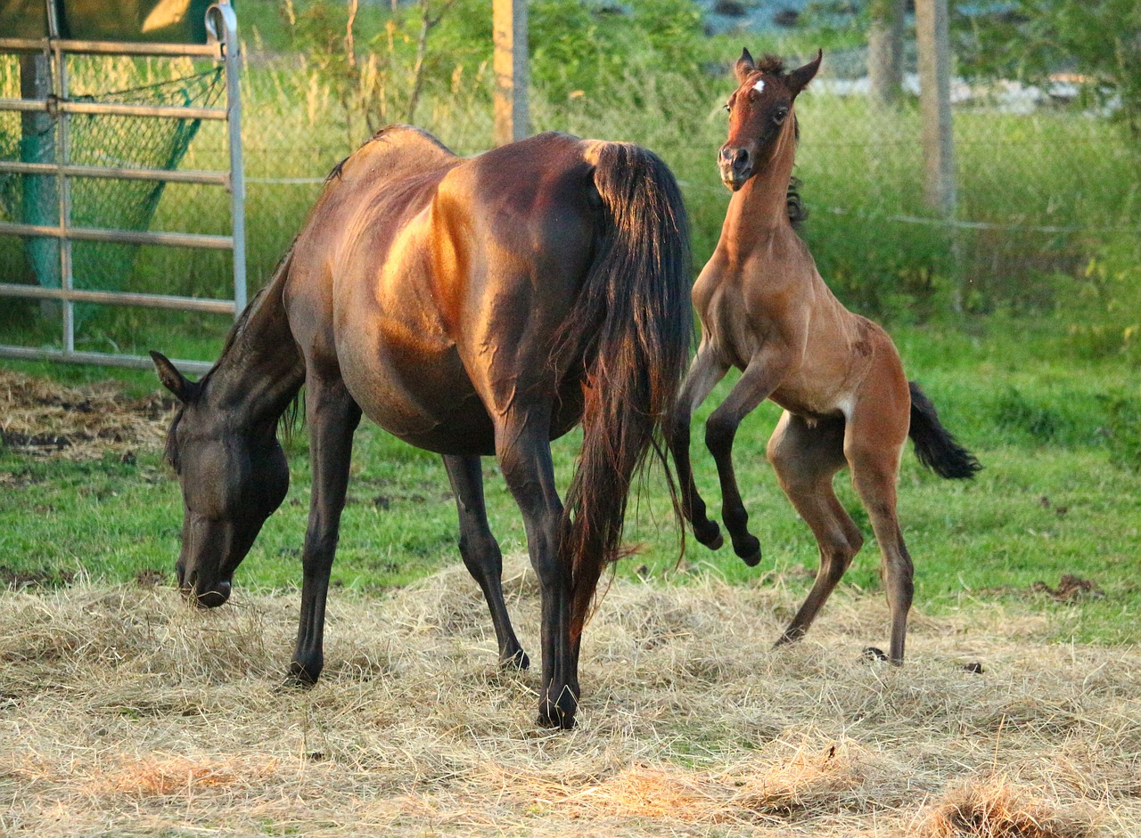 horse foal thoroughbred arabian free photo