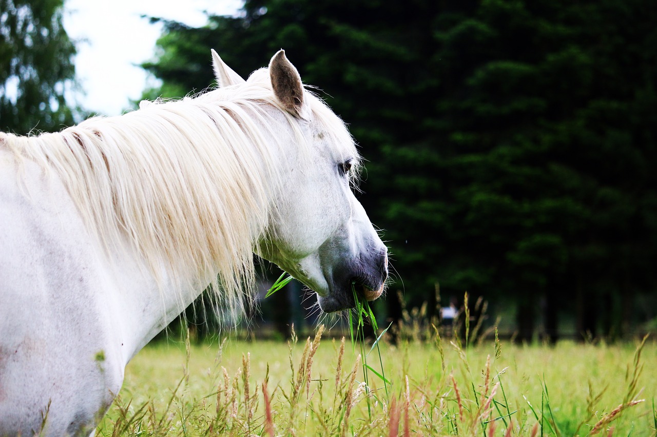 horse mold pasture free photo