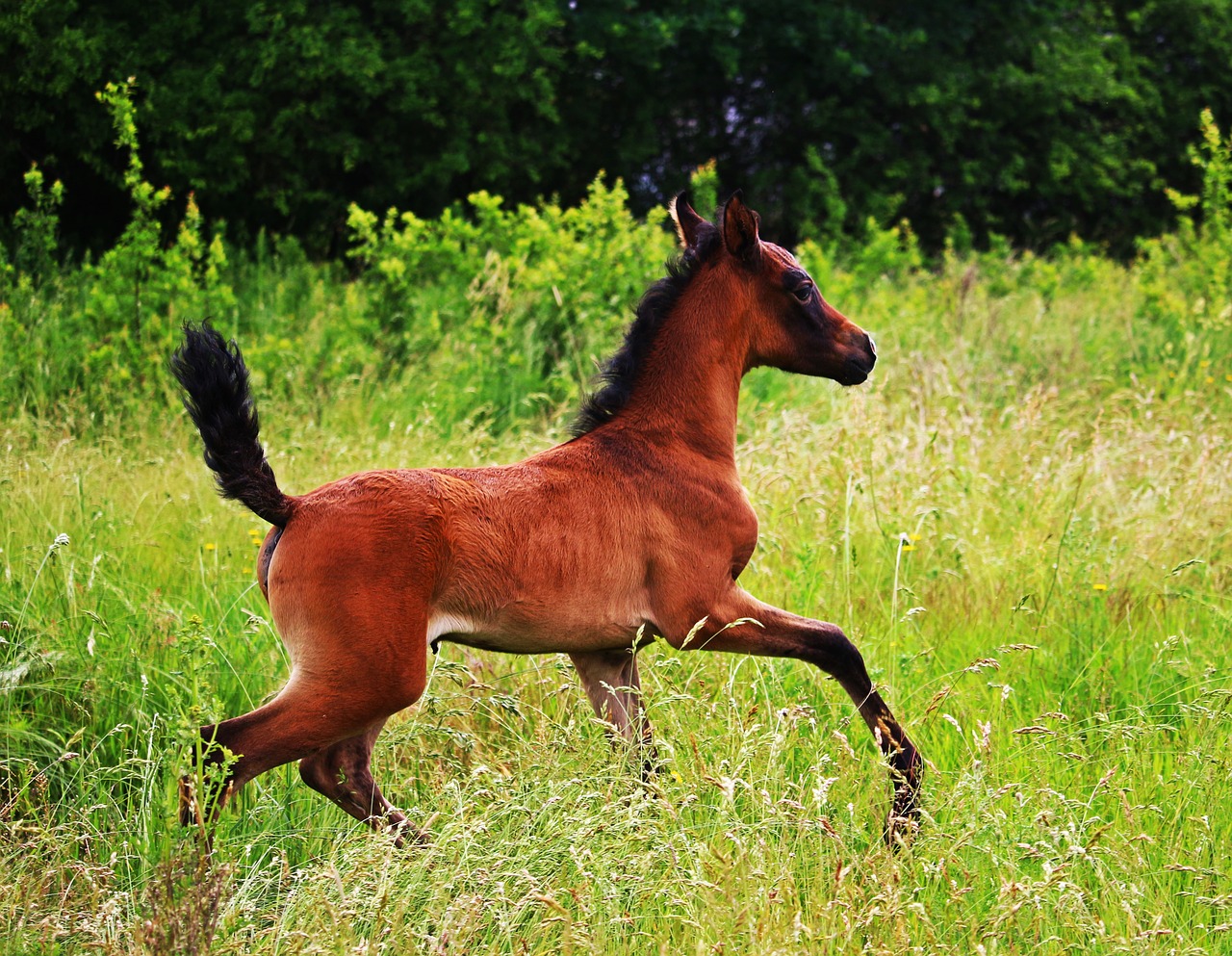 horse foal pasture free photo