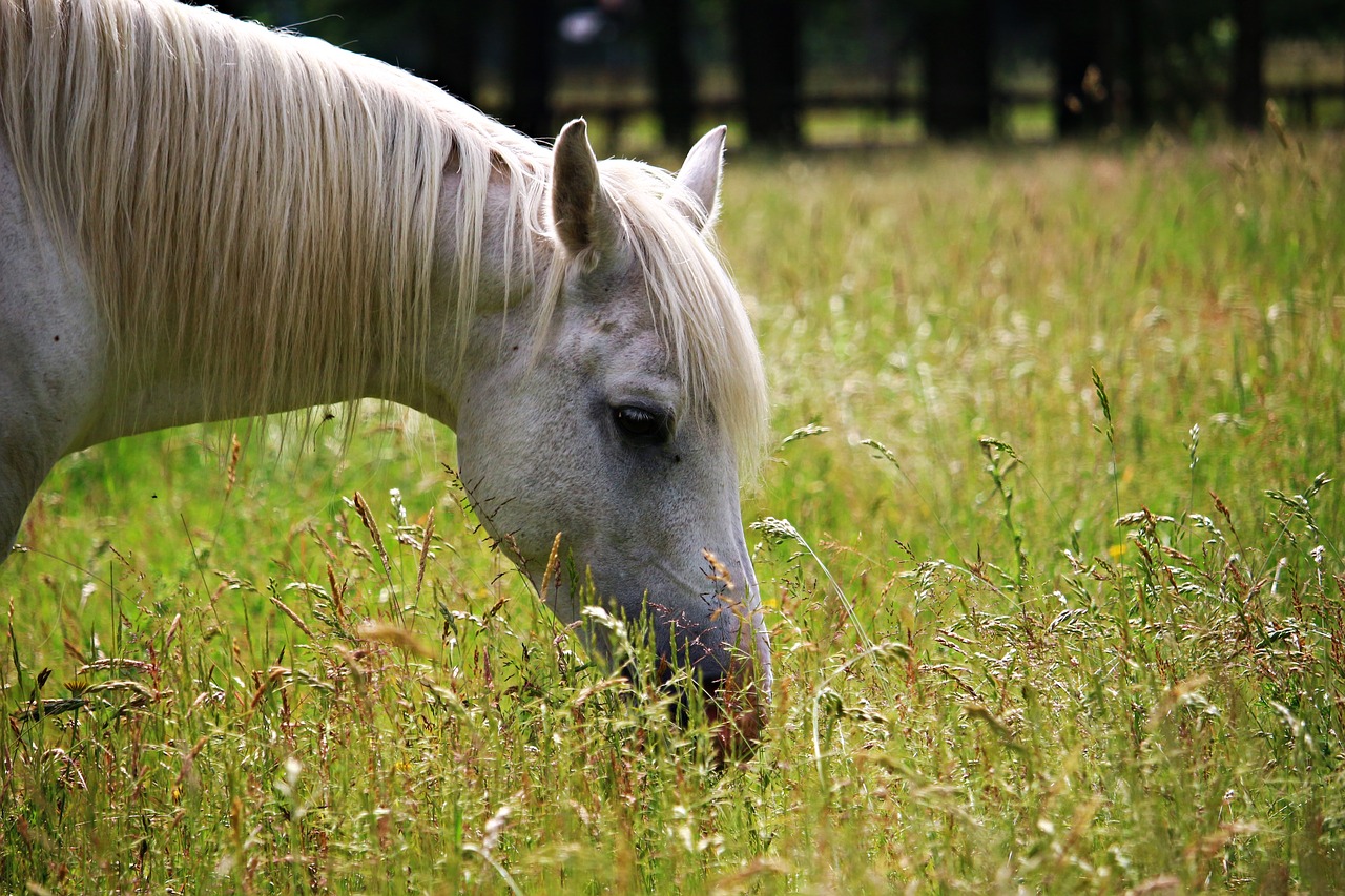 horse mold pasture free photo