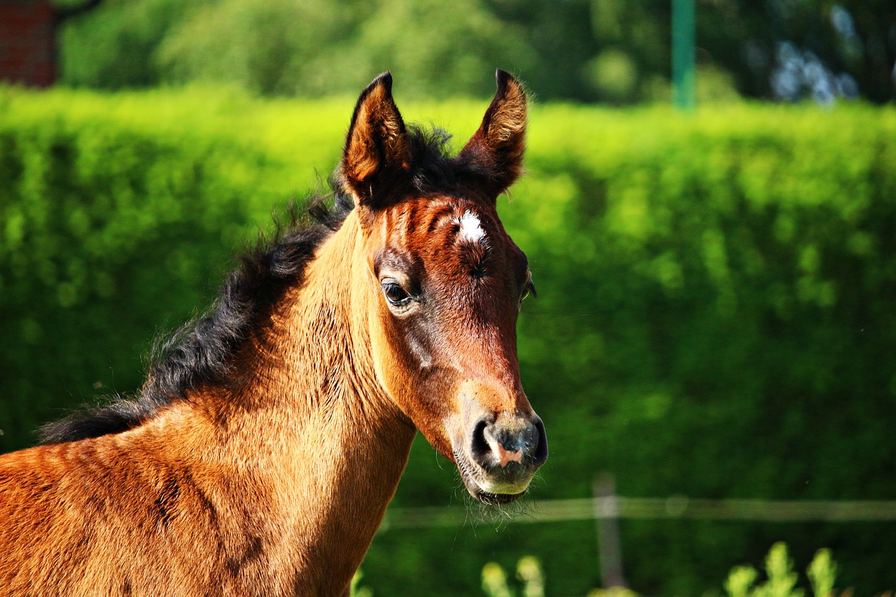 horse foal thoroughbred arabian free photo